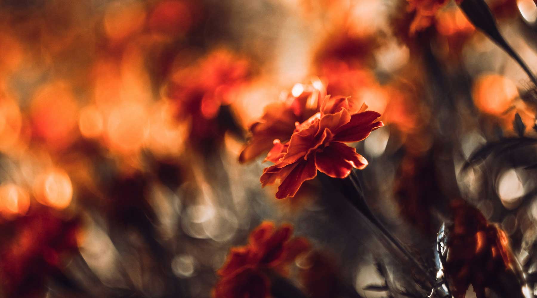 Celebrations of Love: Made-to-Measure Ceremony Dresses and Jackets